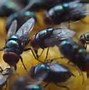 Image result for What Do Flies Eat