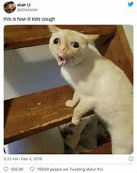 Image result for Cat- Reaction Meme