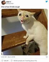 Image result for Famous Brown Meme Cat