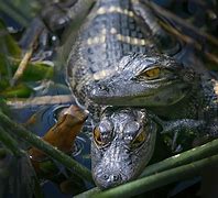 Image result for Cute Alligator Babies