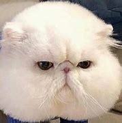 Image result for Persian Cat Meme