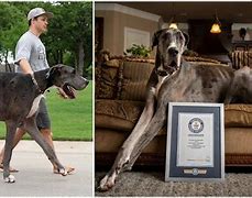 Image result for The Longest Dog in the World