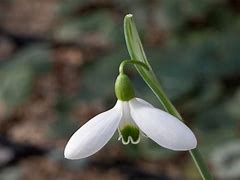 Afbeeldingsresultaten voor Galanthus nivalis The Bride