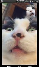 Image result for Hello Funny Cat Memes