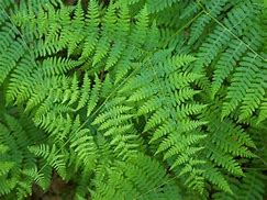 Image result for Fern Moss