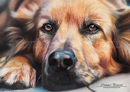 Image result for Colored Pencil Drawings of Dogs