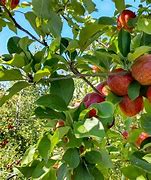 Image result for New Zealand Apple Orchards