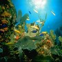 Image result for Underwater Ocean Background Wallpaper