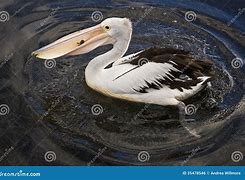 Image result for Pelican Fish in Gullet