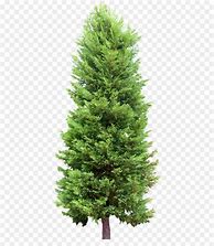 Image result for Pine Tree No Background