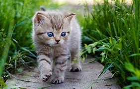 Image result for Kedi Govdesi