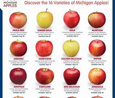 Image result for How Many Different Types of Apple's