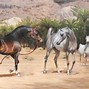 Image result for Arabian War Horse