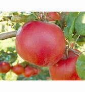 Image result for Dwarf Macintosh Apple Trees