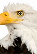 Image result for Eagle with No Background