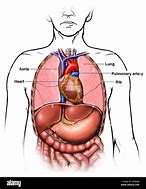 Image result for Anatomy of Human Chest