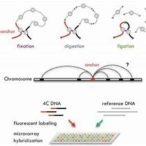 Image result for 4C and 5C Chromatin