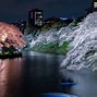 Image result for Tokyo Cherry Blossoms