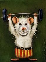 Image result for Strong Rat