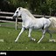 Image result for White Arabian Horse Front View