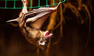 Image result for Bat Sleep