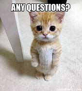 Image result for Any Questions Meme Cat