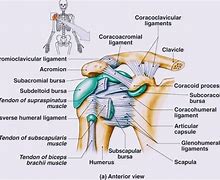 Image result for Complete Anatomy of Should