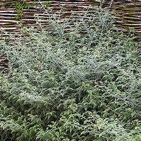 Image result for Rubus thibetanus Silver Fern