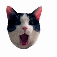 Image result for Toxic Cat Meme