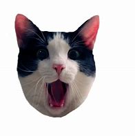 Image result for Do We Have to Meme Cat