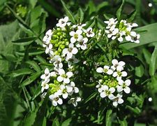 Image result for Nasturtium officinale red form