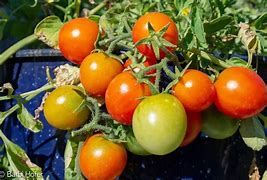 Image result for Patio Prize Tomatoes