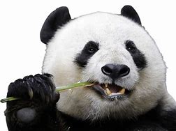 Image result for Baby Panda PNG