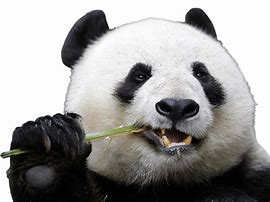 Image result for Panda Laughing PNG