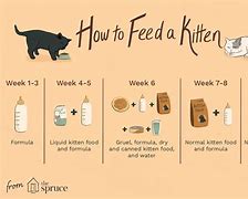 Image result for 10Kg Cats
