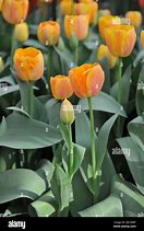 Afbeeldingsresultaten voor Tulipa Paintbrush