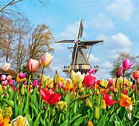 Image result for Tulip Festival in the Netherlands