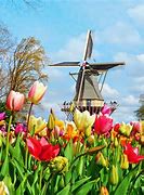 Image result for Netherlands Art Tulips