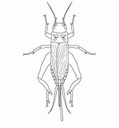 Image result for Anthropomorphic Cricket