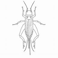 Image result for Armored Cricket