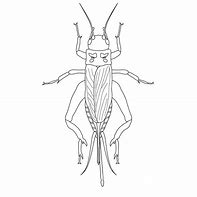Image result for Wolf Cricket