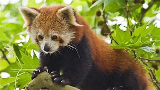 Image result for Red Pandas Habitat