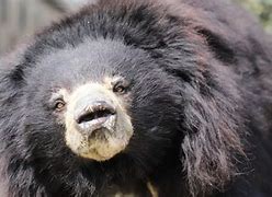 Image result for Sloth Bear Eating