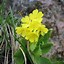Image result for Primula auricula Pot of Gold