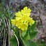 Image result for Primula auricula Lich