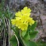 Image result for Primula auricula Super Para