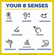 Image result for The Sensory System