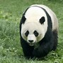 Image result for Male Red Panda