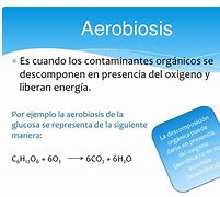 Image result for aerobjosis