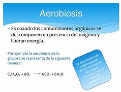 Image result for aerobiosis